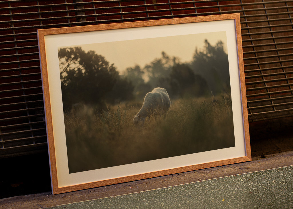 Schafe auf der Weide