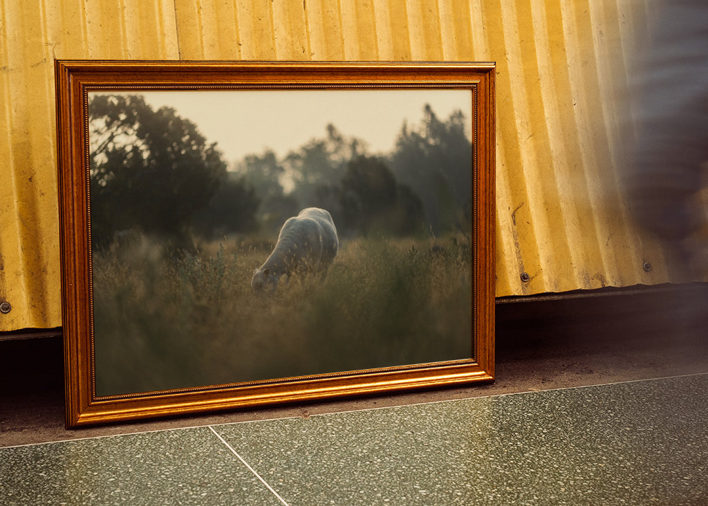 Schafe auf der Weide