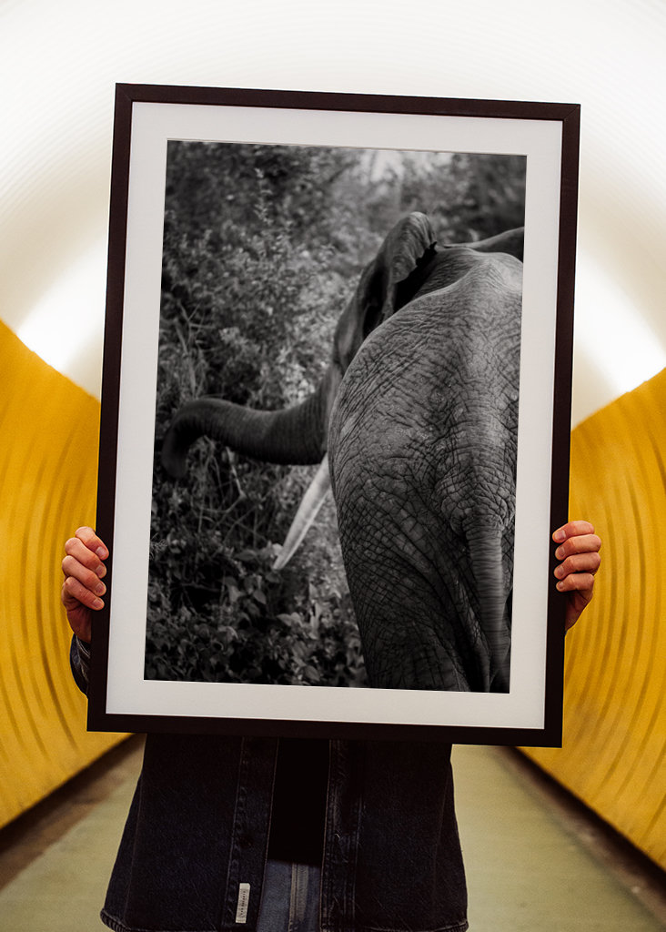 Elefant på jakt etter mat