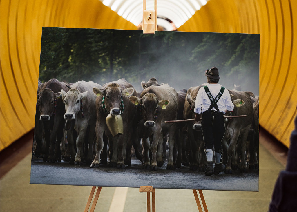 Almabtrieb im Allgäu