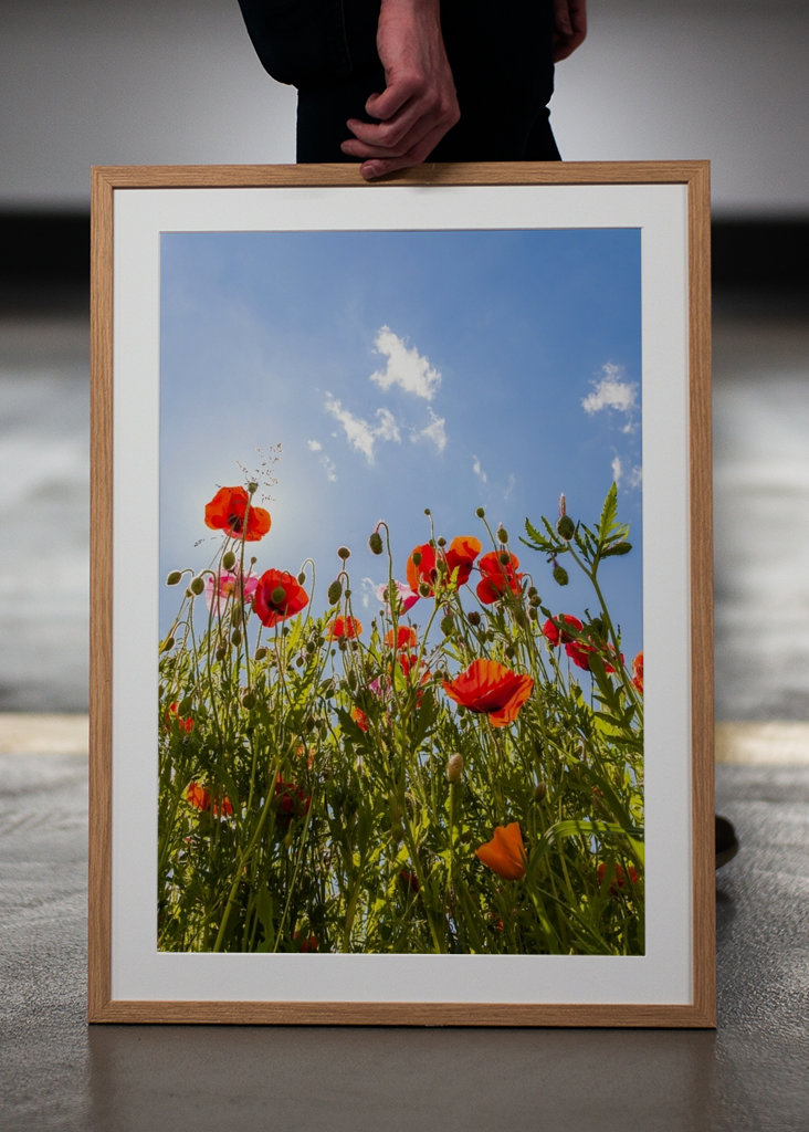 Klaprozen in een weiland