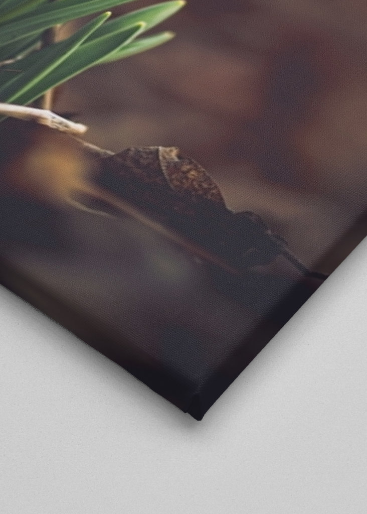 Primera flor de primavera, campanilla de invierno.