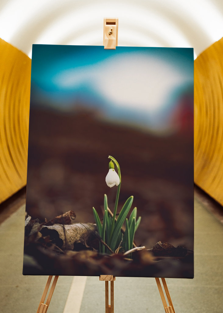 Primera flor de primavera, campanilla de invierno.