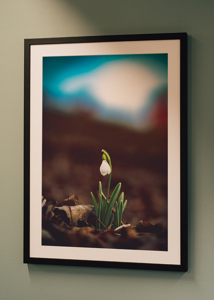 Primera flor de primavera, campanilla de invierno.