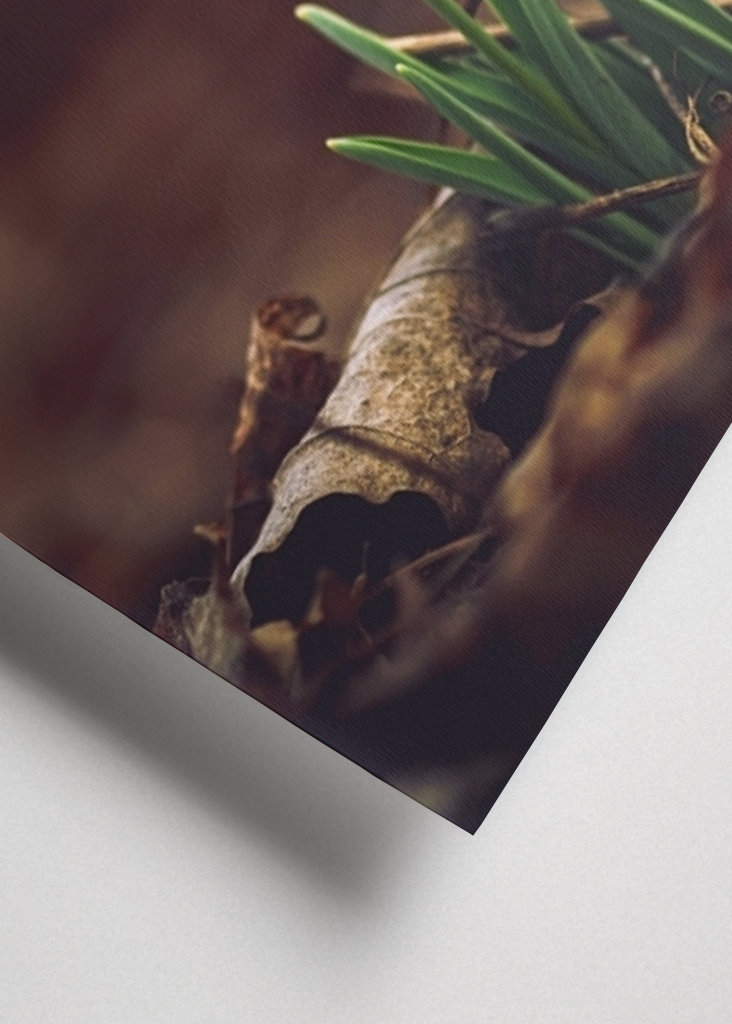 Primera flor de primavera, campanilla de invierno.