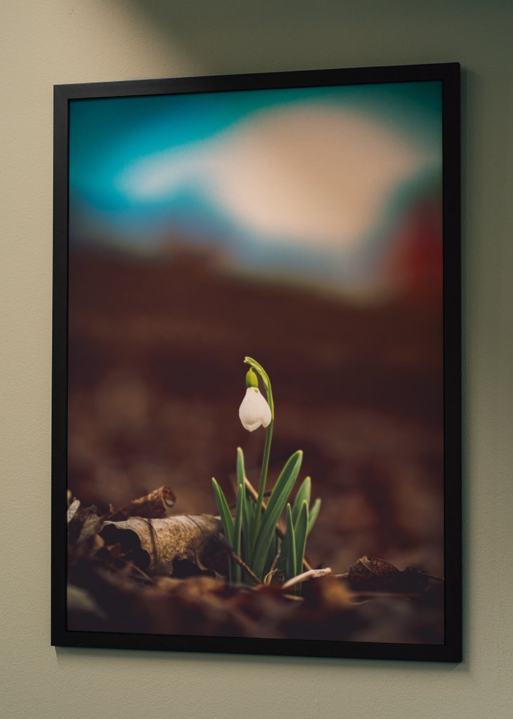 Primera flor de primavera, campanilla de invierno.