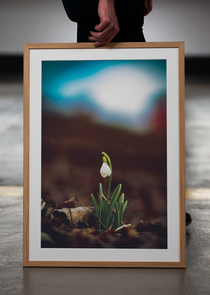 Primera flor de primavera, campanilla de invierno.