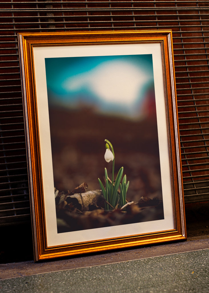 Primera flor de primavera, campanilla de invierno.