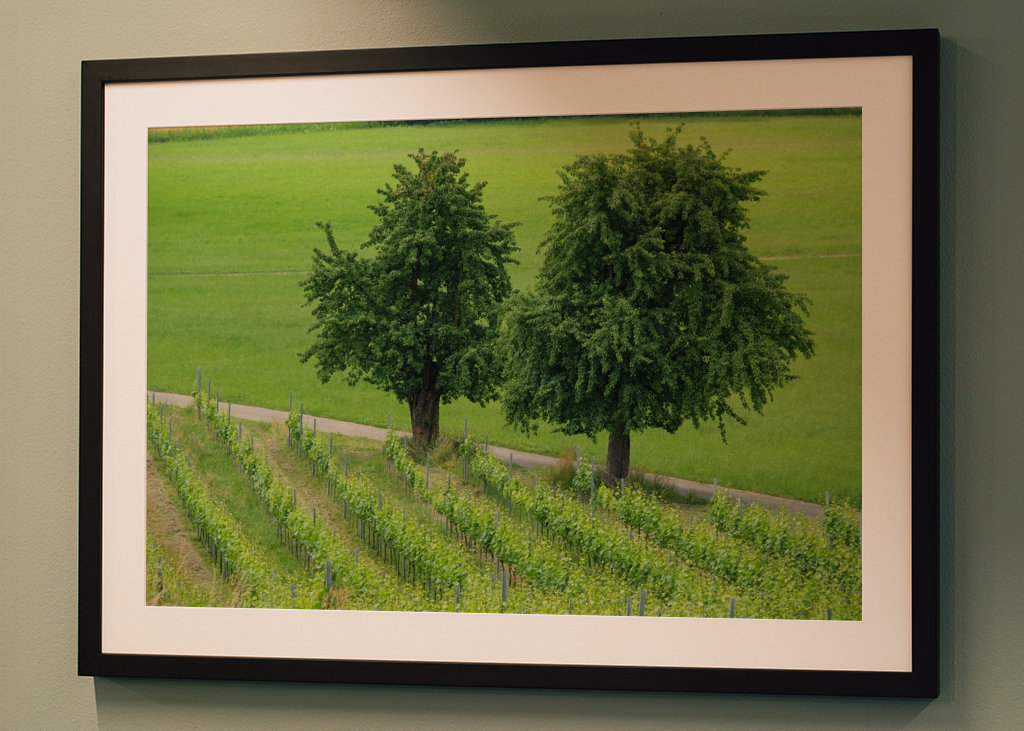 two trees in the green