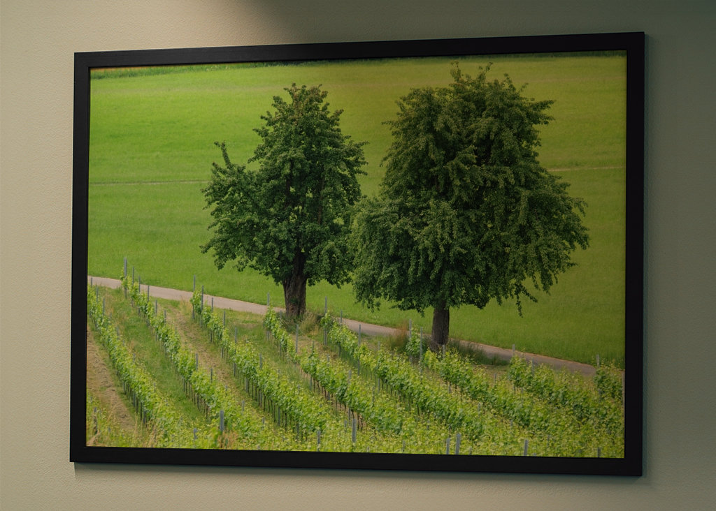 two trees in the green