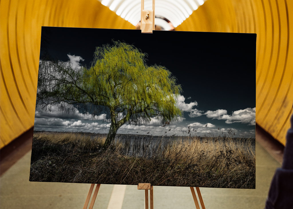 Willow tree in spring.