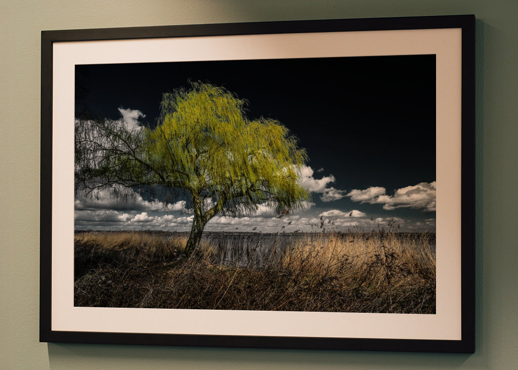 Willow tree in spring.