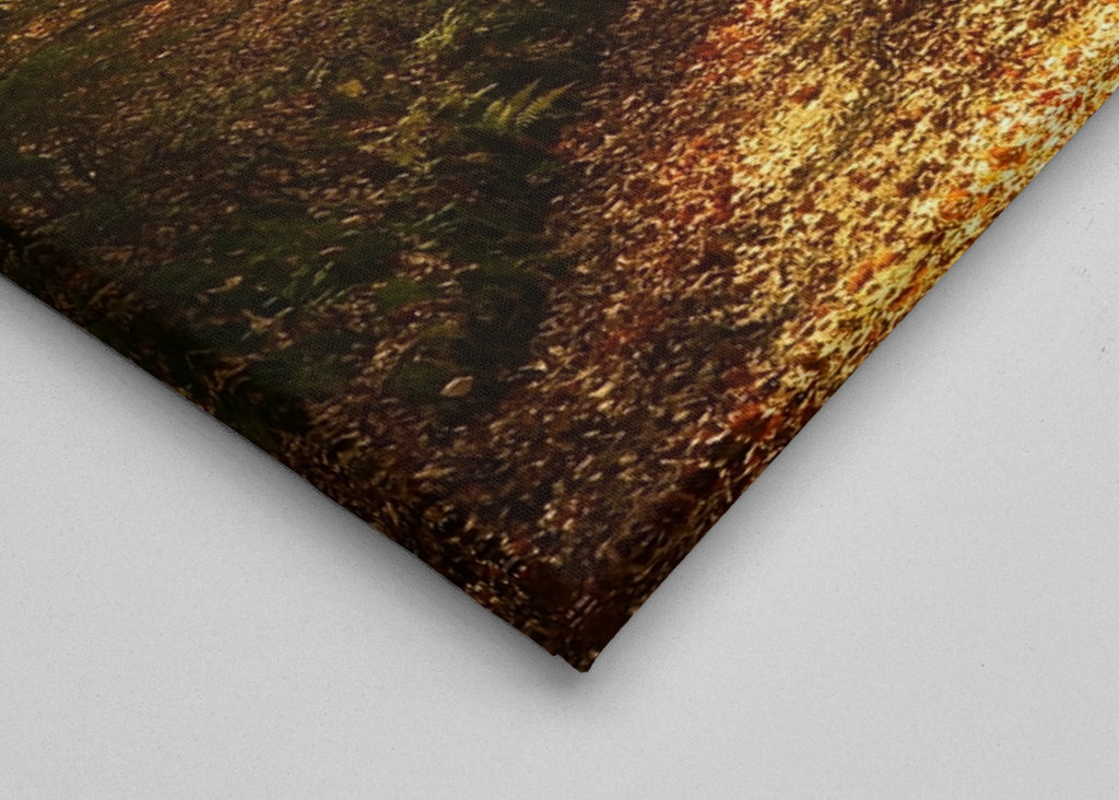 Um caminho na floresta de outono