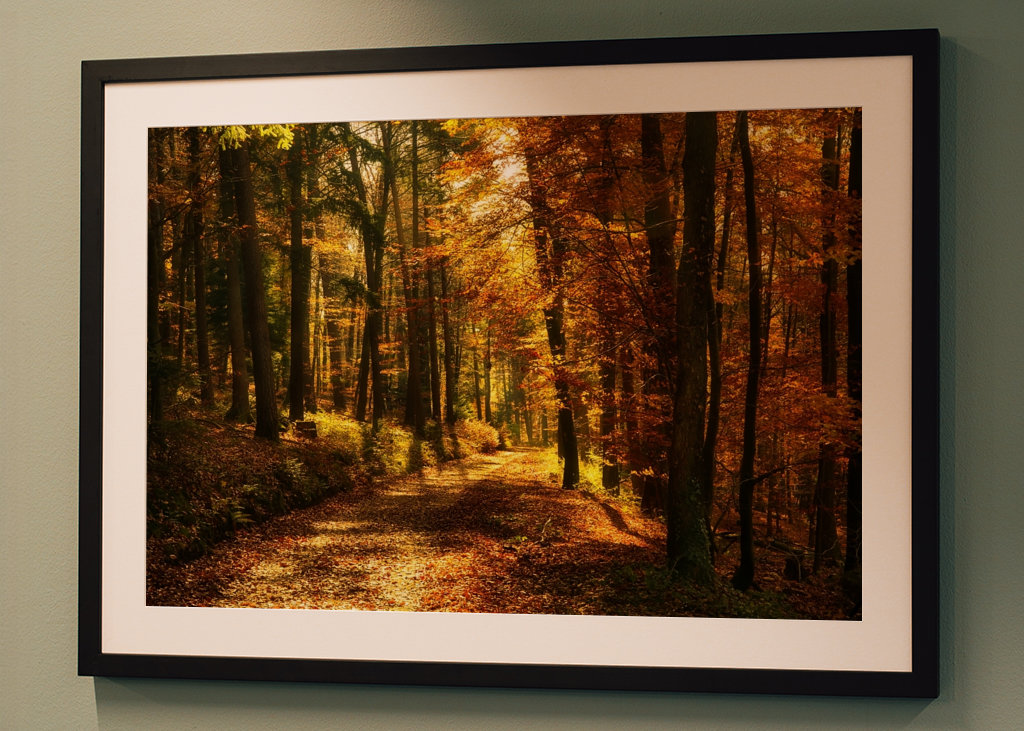 Um caminho na floresta de outono