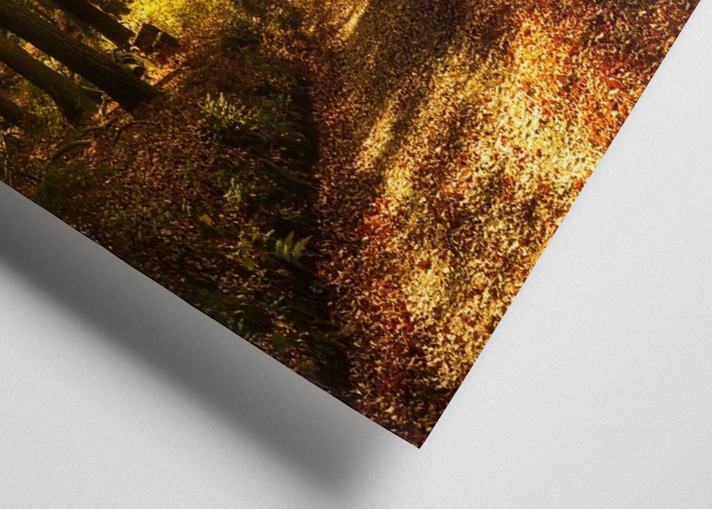 Um caminho na floresta de outono