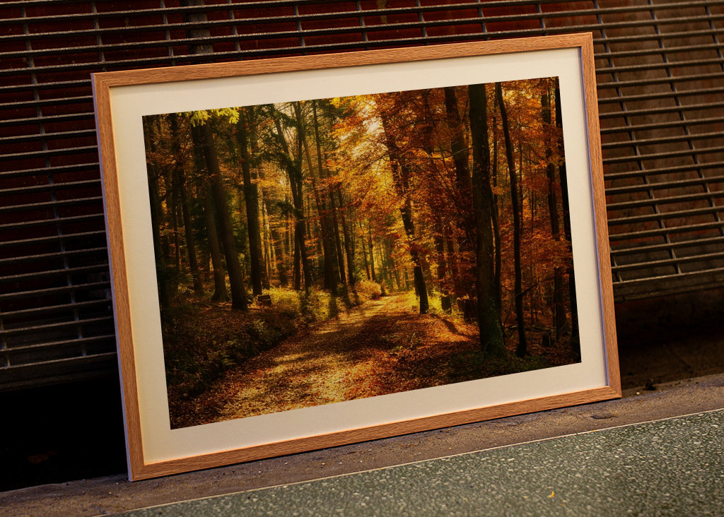 Um caminho na floresta de outono
