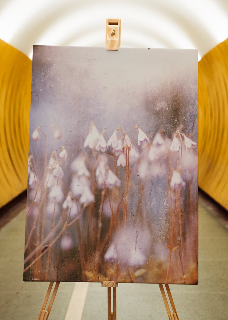 Linnaea borealis rosa toner