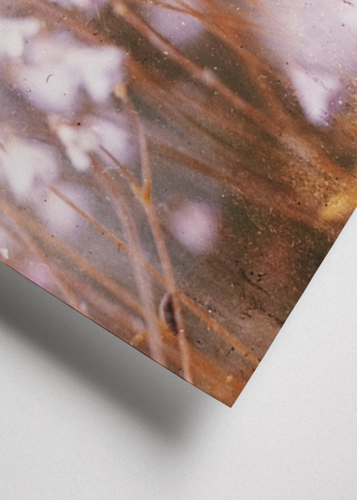 Linnaea borealis rosa toner