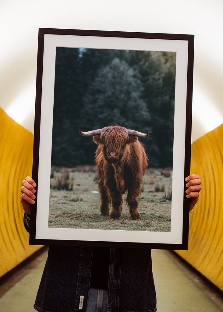 Nieuwsgierige Schotse Hooglander