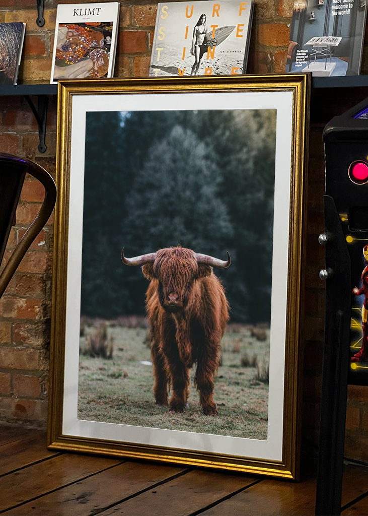Nieuwsgierige Schotse Hooglander