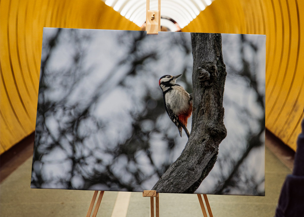 Great Spotted Woodpecker