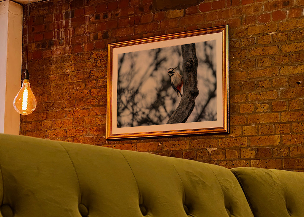 Great Spotted Woodpecker