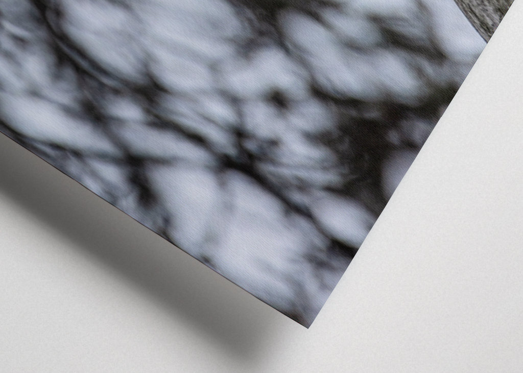 Great Spotted Woodpecker