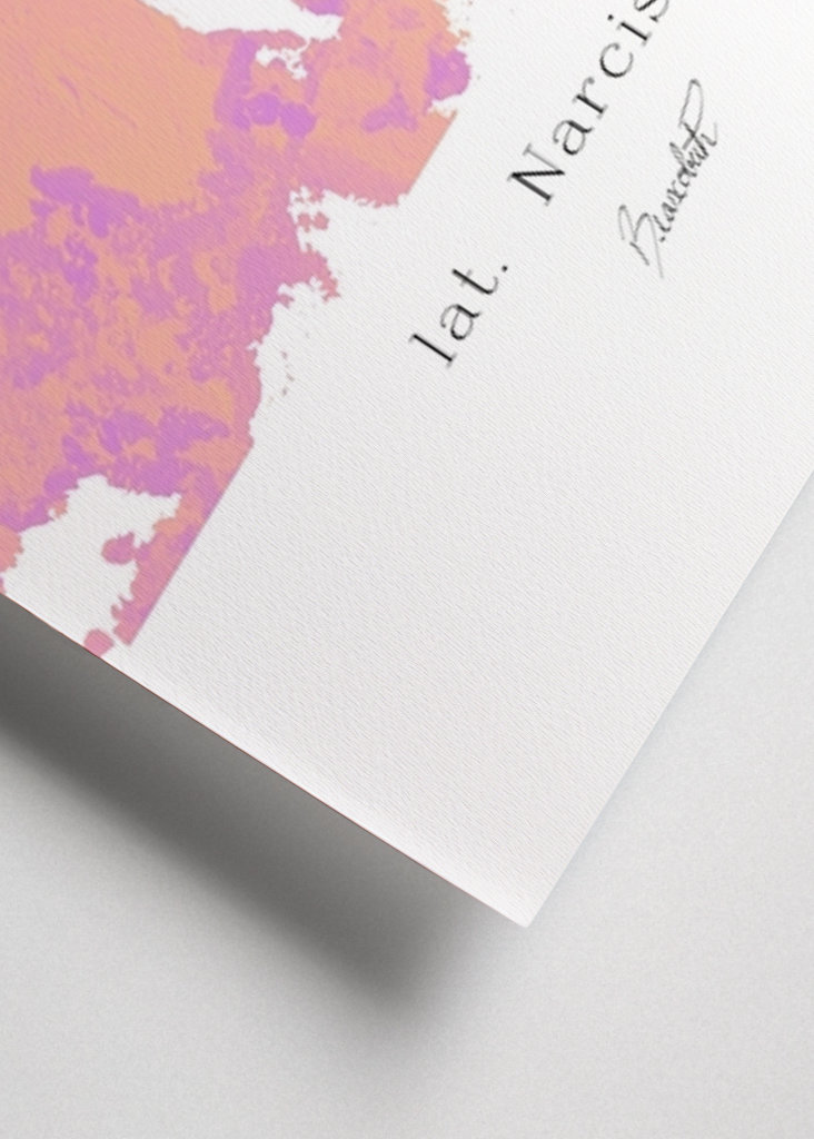 Påskelilje, blomster nr. 2