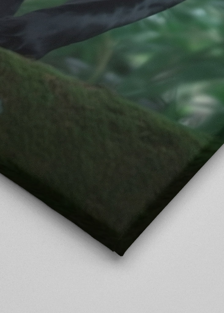 Black Panther in the Jungle V2