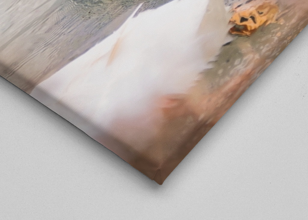 Three white mallard ducks