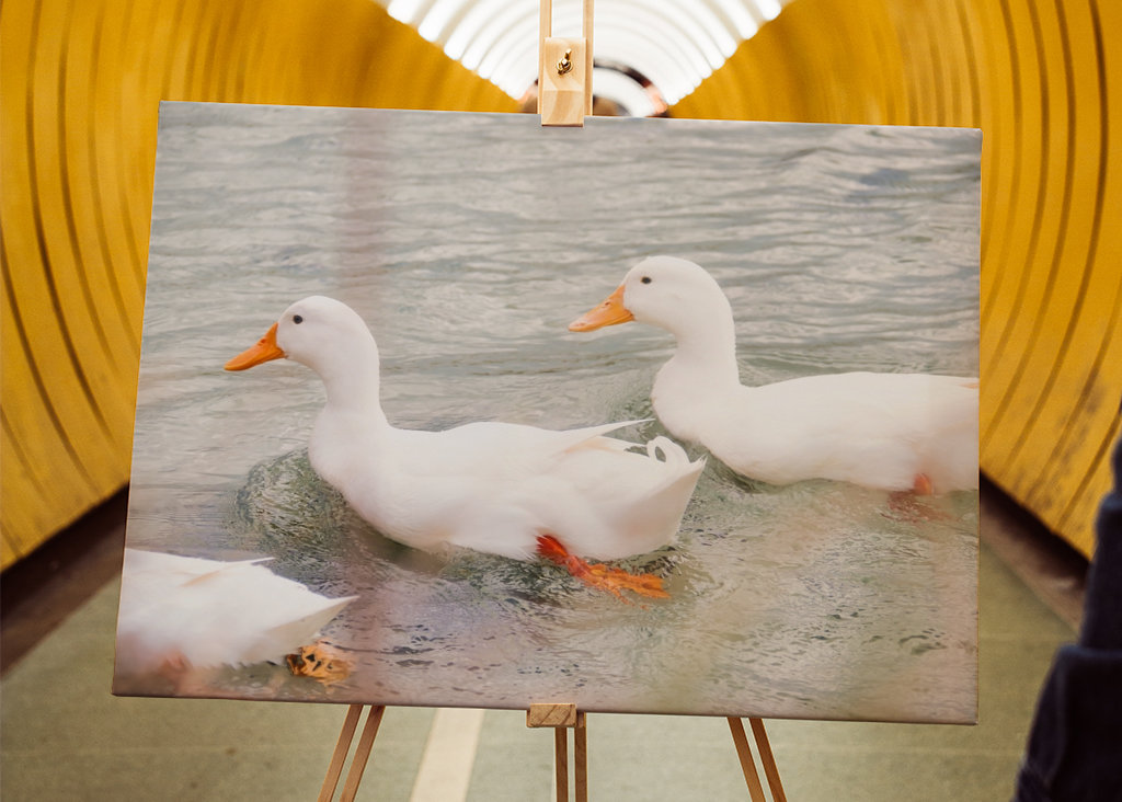 Three white mallard ducks