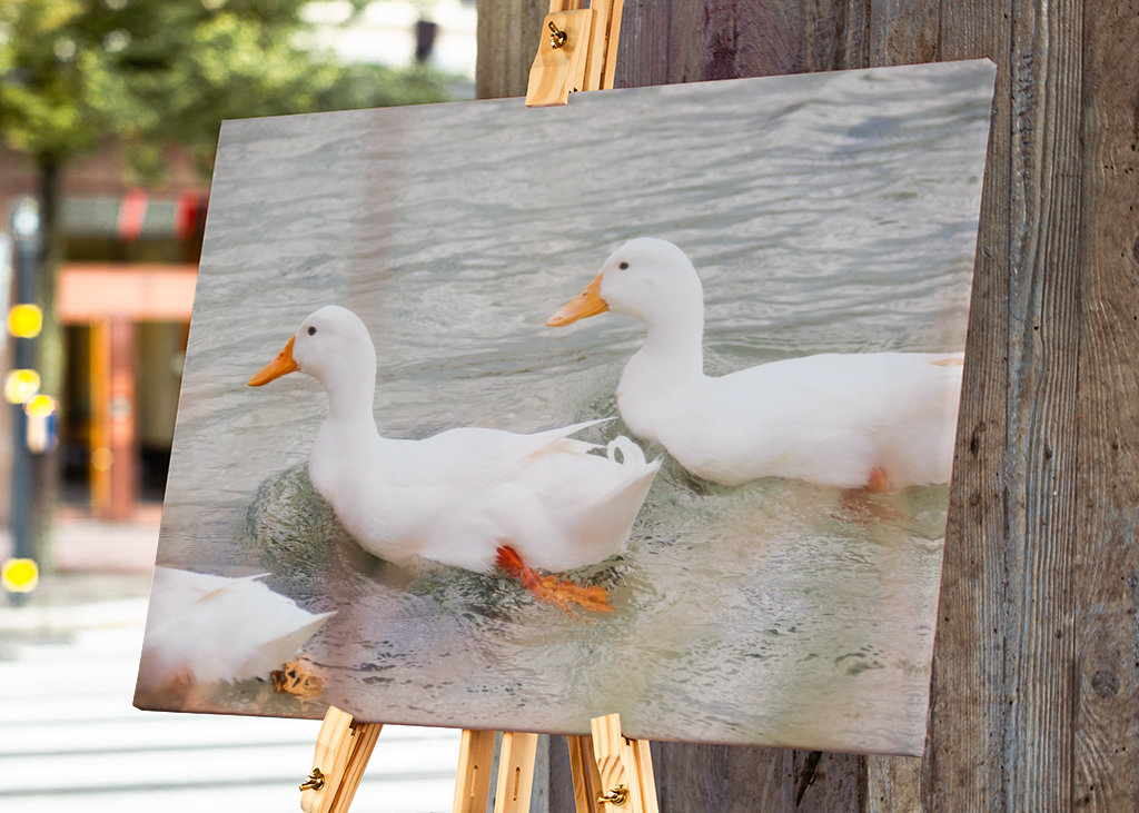 Three white mallard ducks