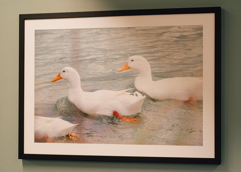 Three white mallard ducks