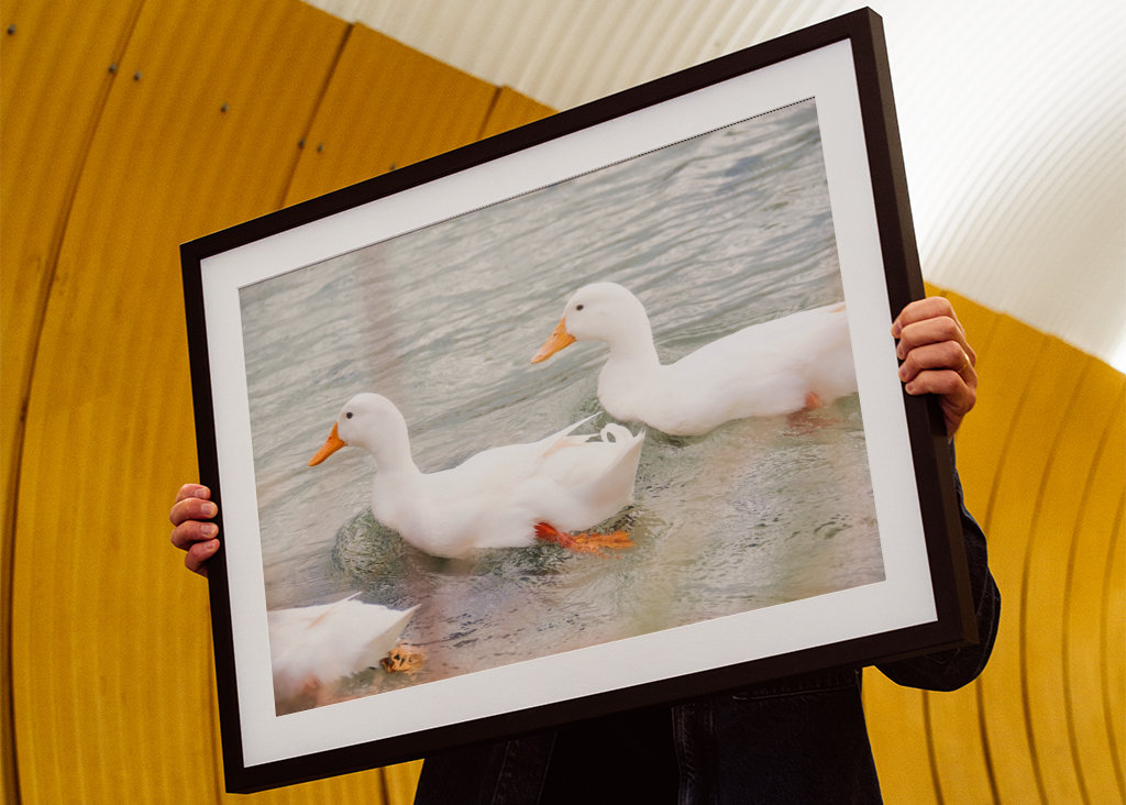 Three white mallard ducks