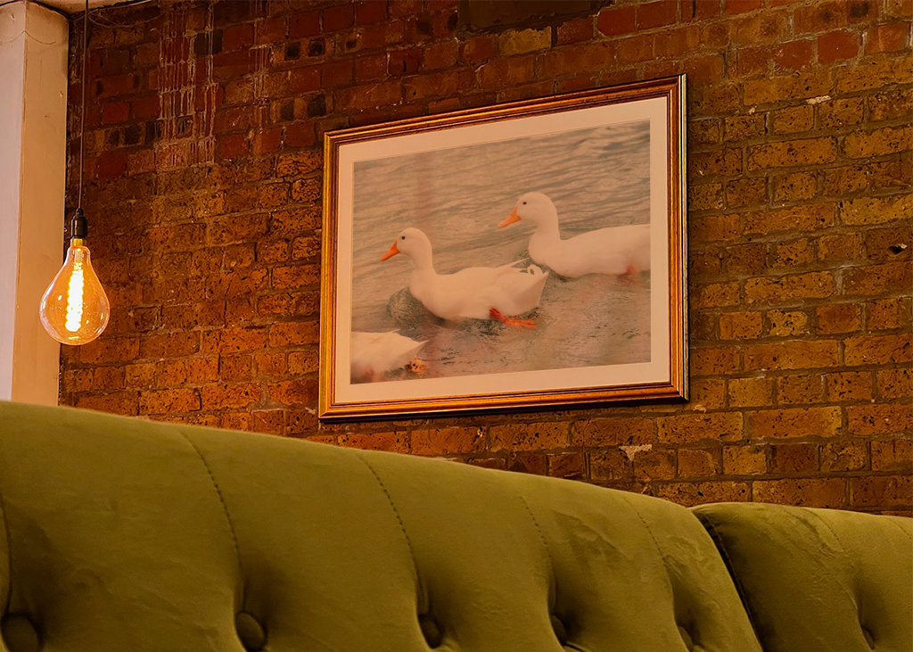 Three white mallard ducks