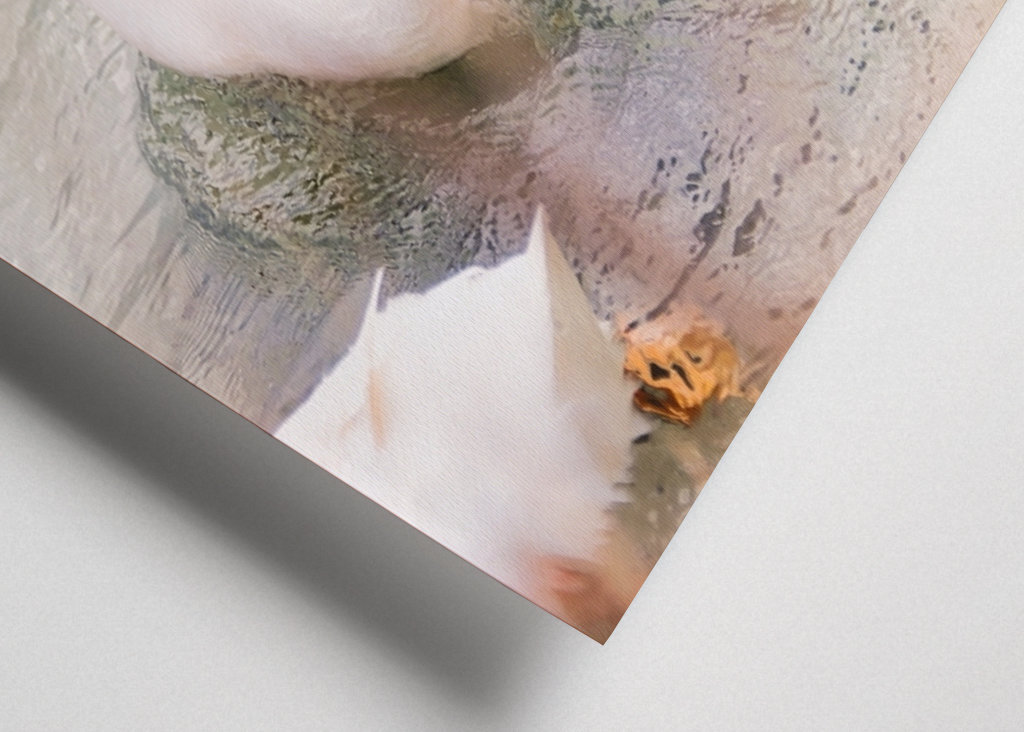 Three white mallard ducks