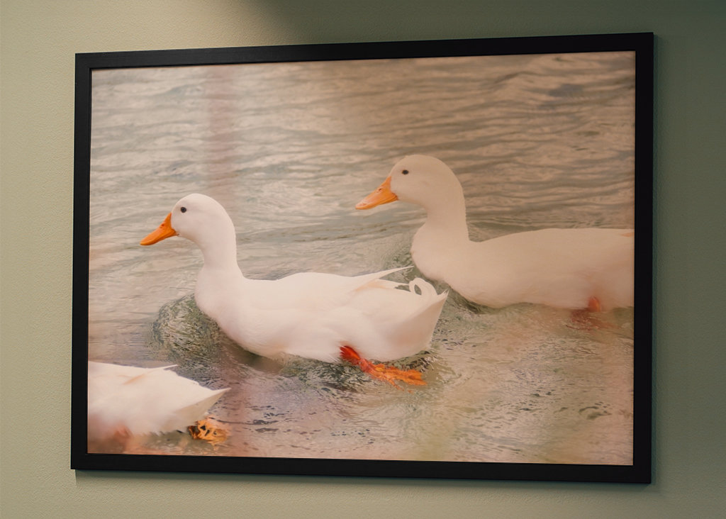 Three white mallard ducks