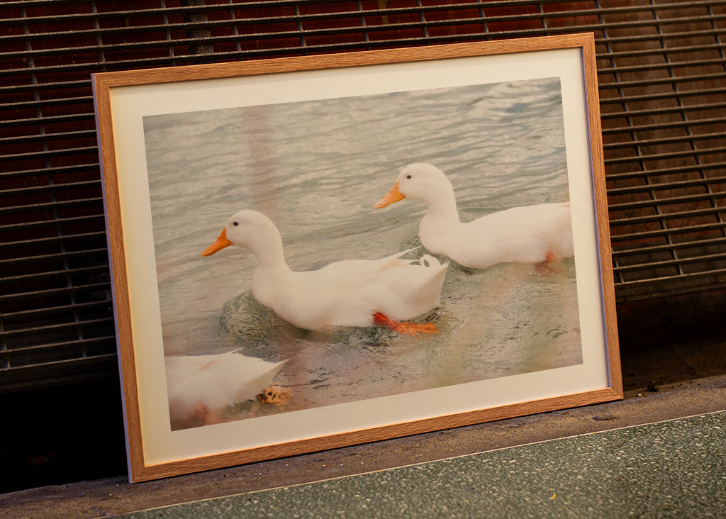 Three white mallard ducks