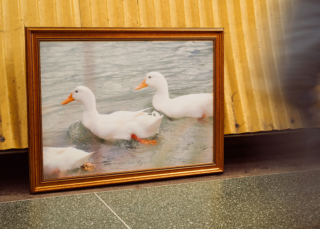 Three white mallard ducks