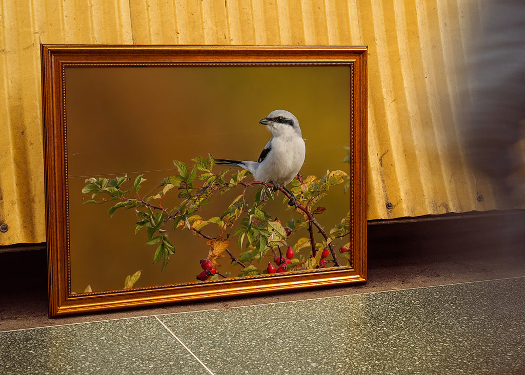 Kevätlintu ruusunmarjojen joukossa