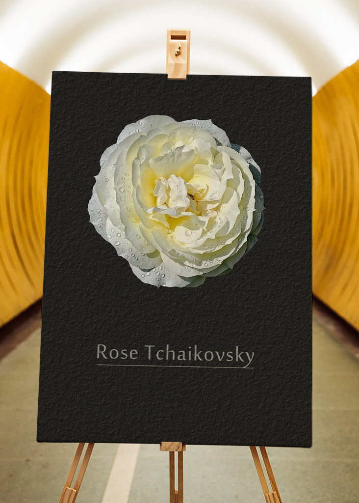 Rose Tchaikovsky