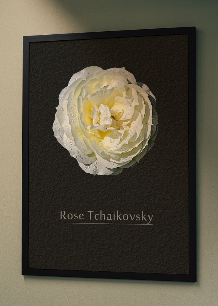 Rose Tchaikovsky