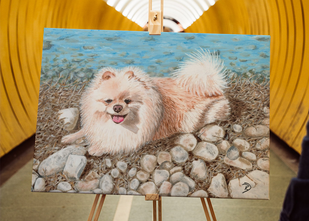 Pomeranian - Zwergspitz