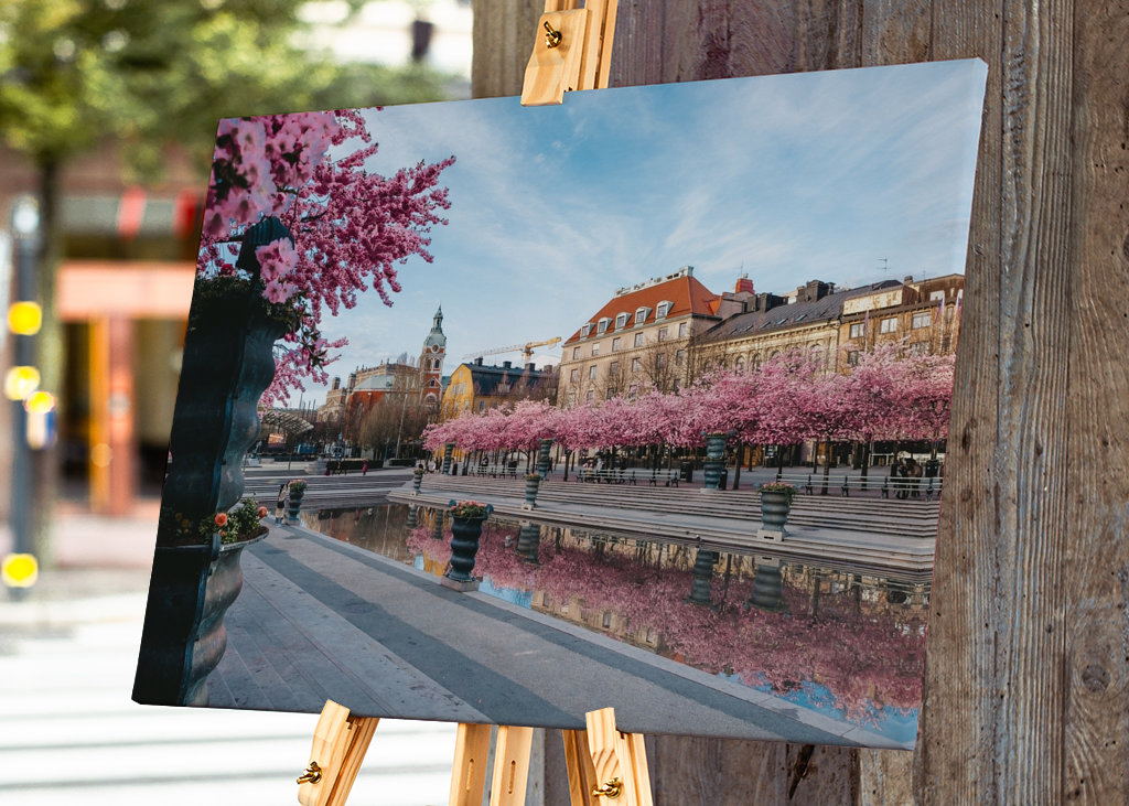 Kirschblüte in Stockholm