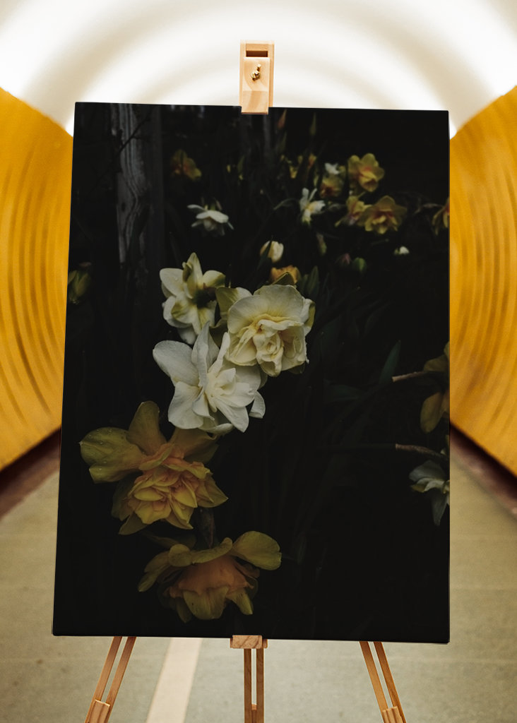 Aldrig nok påskeliljer