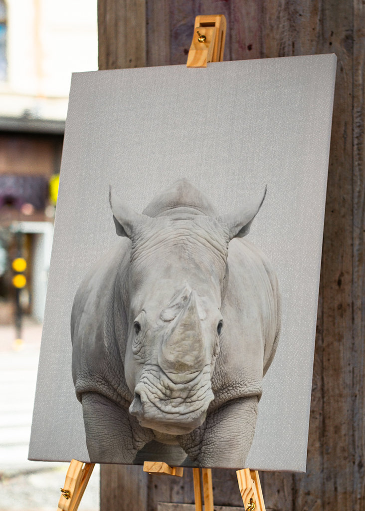 Rhino