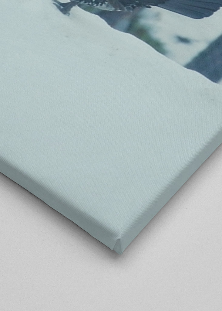 Námluvy tetřeva hlušce za soumraku