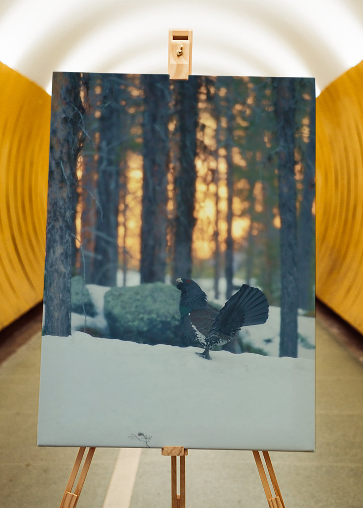 Námluvy tetřeva hlušce za soumraku