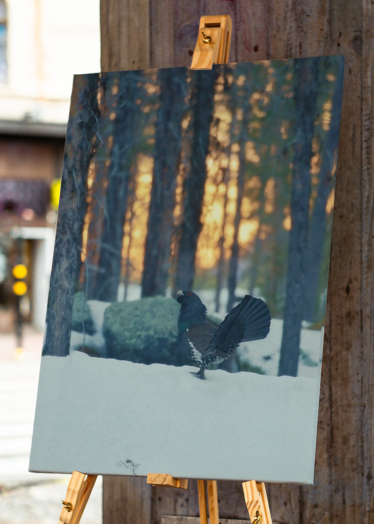 Námluvy tetřeva hlušce za soumraku