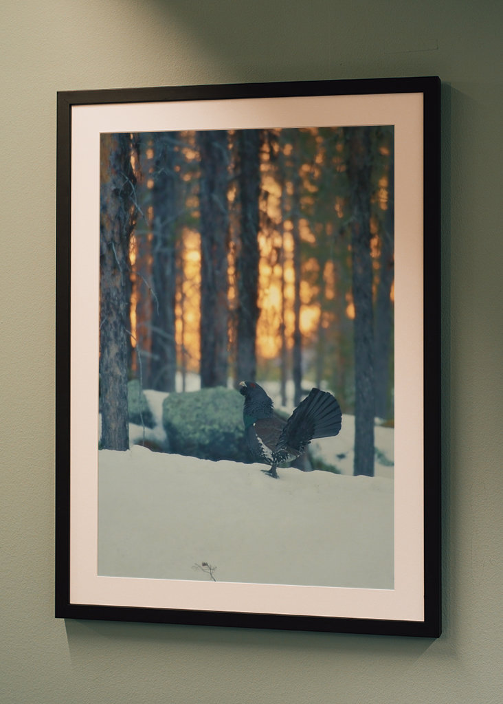 Námluvy tetřeva hlušce za soumraku